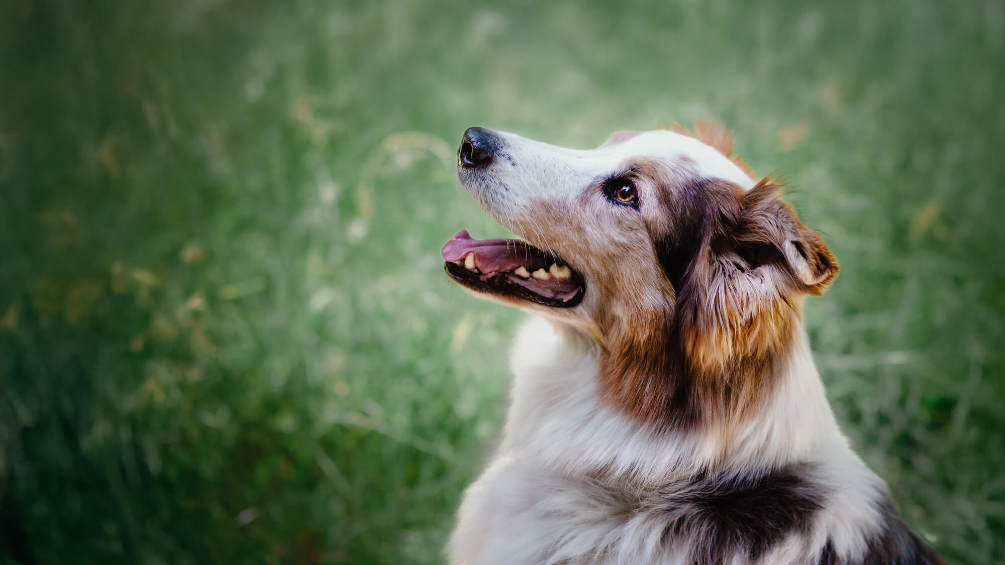 Hund Jimmy schaut nach oben