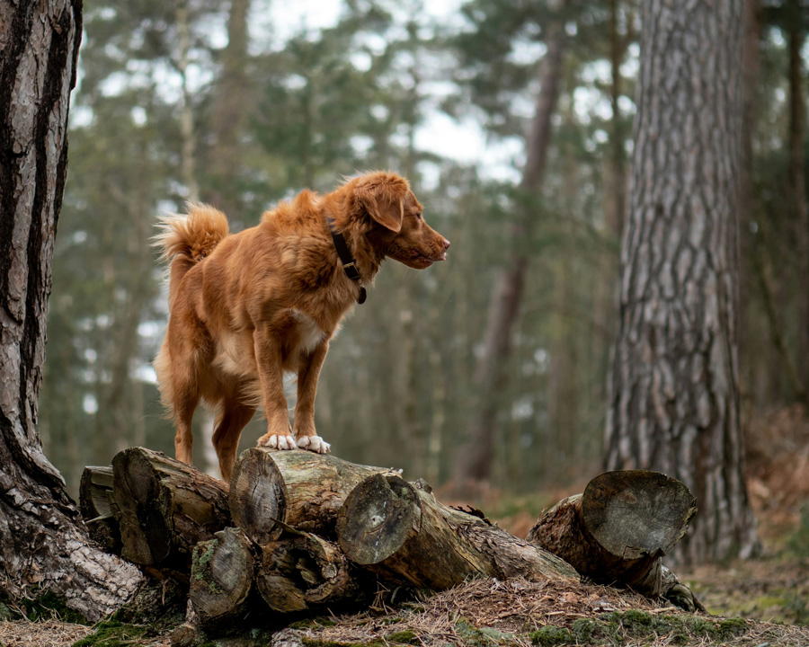 Dog-Qi-Lädchen