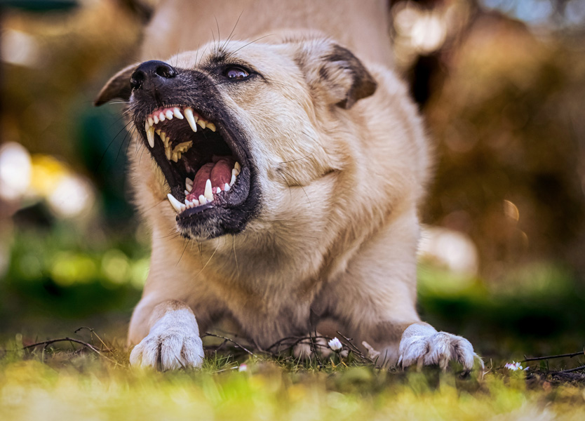 Dog-Qi_laut